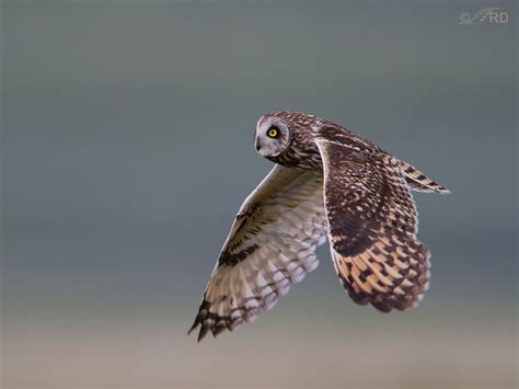 Short-eared Owls In Flight – Feathered Photography