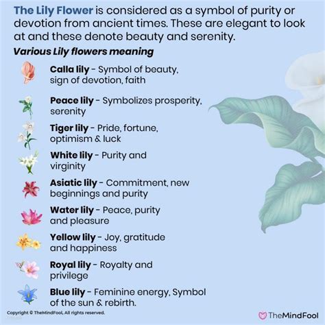 Lily Flower Meaning | Lily Symbolism | What Do Lilies Symbolize | Calla Lily Meaning | Flower ...