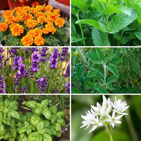 12 Plants that Help Repel Bugs Naturally - Organize With Sandy