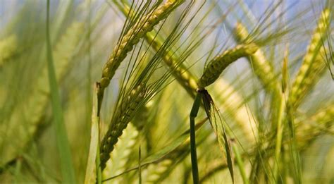 Barley Grass and Barley Grass for Fiber - Monterey Bay Spice Company