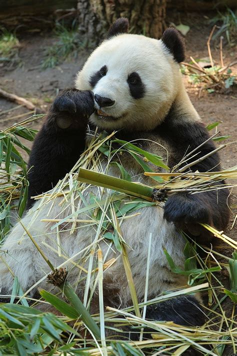 Pandas at the San Diego Zoo | Panda, San diego zoo, Giant panda