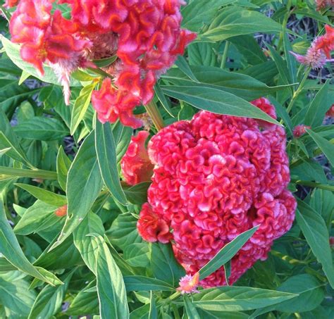 Celosia Seeds 3 Varieties Celosia Seed Celosia Seeds Great - Etsy