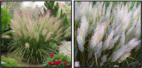 KOREAN FEATHER REED GRASS – Hinsdale Nurseries – Welcome to Hinsdale Nurseries