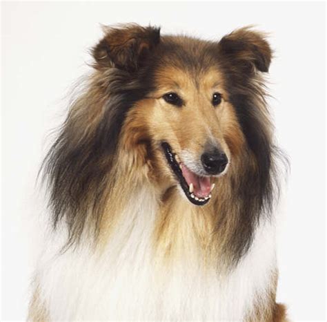 rough collie's - rough collie Photo (1133773) - Fanpop