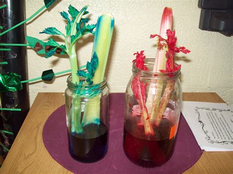 FS2 Blogspot: Our mini science experiment using celery!