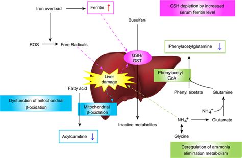 Busulfan Mechanism Of Action