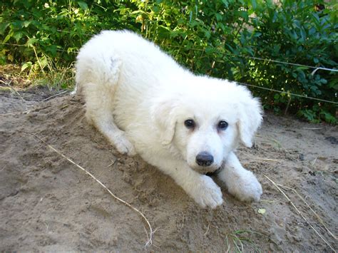 Lovely Kuvasz dog photo and wallpaper. Beautiful Lovely Kuvasz dog pictures