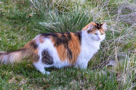 Long-Haired Calico Cat: Can Calico Cats Have Long Hair?