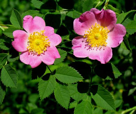 File:Pasture Rose, flowers and leaves.jpg - Wikipedia, the free encyclopedia