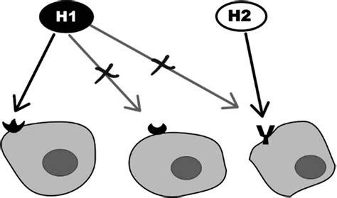 Fig. 5.23, [Selective action of hormones upon “addressee” cells via specific receptors ...