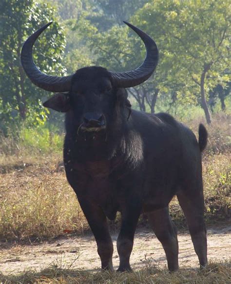 Wild Buffalo Faces Race Against Extinction in Chhattisgarh | Roundglass ...