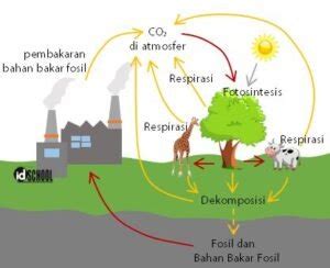 Daur Karbon dan Oksigen | idschool