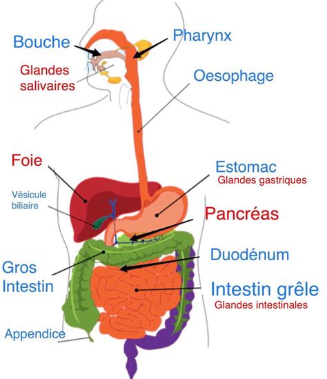 Système digestif