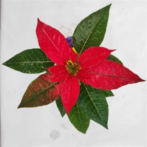 Poinsettia Red Flowering Plant - Nestreeo.com