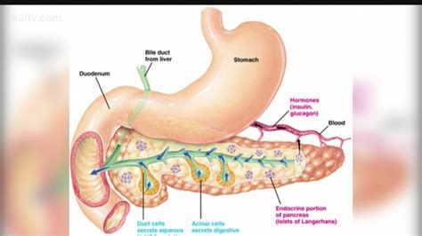 Why you should take care of your pancreas | kiiitv.com