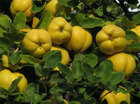 Temperate Climate Permaculture: Permaculture Plants: Quince Tree