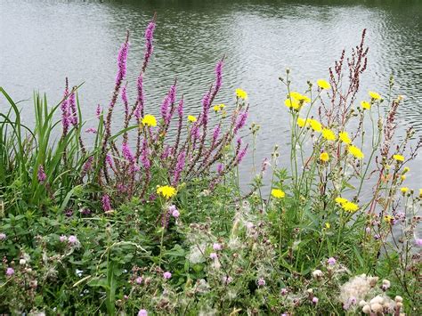 Riverbank wild flowers | River Thames, Oxfordshire, England | Flickr