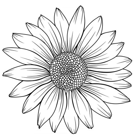 Download Daisy Flower Outline Daisy LIne Art Line Drawing chamomile ...