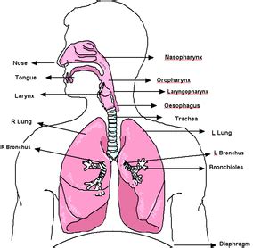 Respiratory System - Impacts of Air Pollution on Human Health-By: Cathy Ren