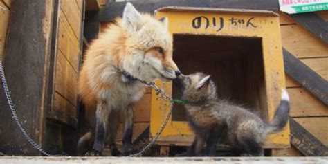 Fox Village In Japan Is Not As Cute As It Seems - The Dodo