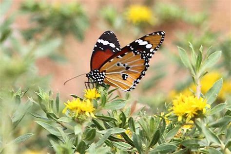 African Monarch photo, Kagalagadi South Africa