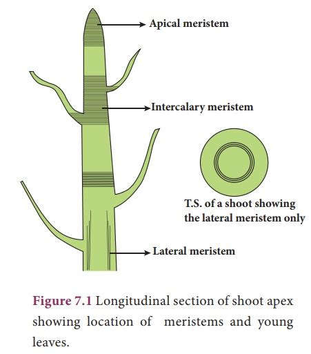 Meristematic Tissue -Definition, features and functions - CBSE Class ...