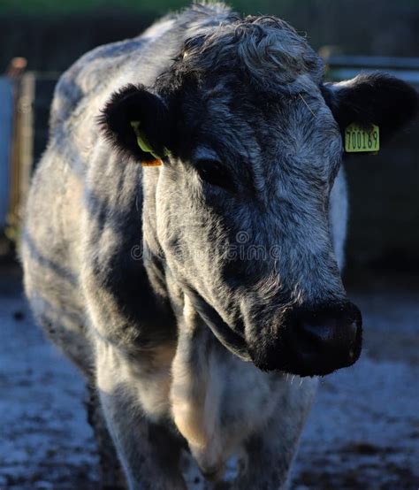 Portrait of a Belgian Blue Cow Stock Image - Image of farming, countryside: 255964191