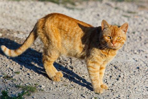 Tomcat stock photo. Image of catus, redheaded, outdoor - 15131880