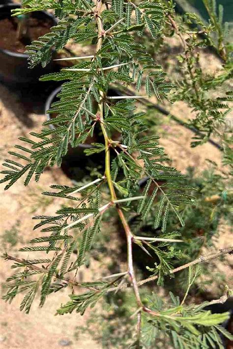 African Thorn Acacia | Quick Delivery in the UAE | Plantshop.me