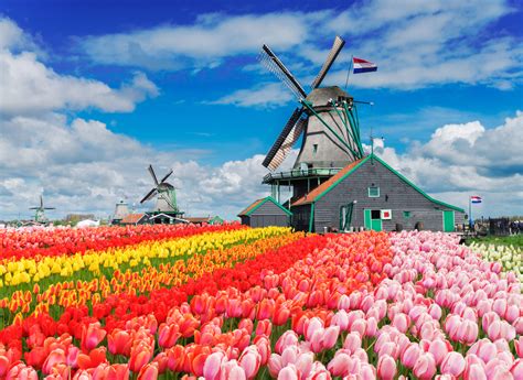 Two traditional Dutch windmills with tulips rows at spring day, Netherlands Custom Mural ...