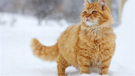 snow, Cats, Animals Wallpapers HD / Desktop and Mobile Backgrounds