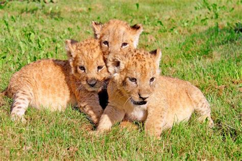 Three Little Lion Cubs on Green Grass Stock Photo - Image of sunny ...