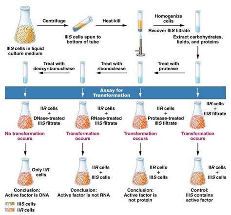 Avery, MacLeod and McCarty experiment showing that only DNAase blocks transformation supporting ...