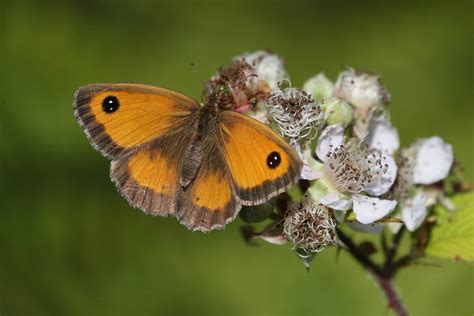 Gatekeeper - Birds Ireland Photography