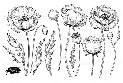 Poppy Flower Vector Drawing Set Isolated Wild Plant And Leaves Herbal | Porn Sex Picture