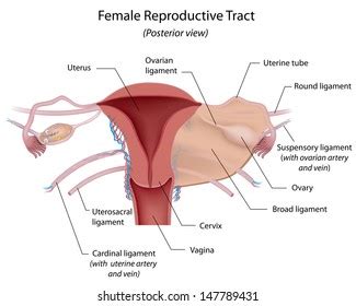 9 Suspensory Ligament Ovary Images, Stock Photos & Vectors | Shutterstock