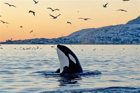 999+ Orca Pictures | Download Free Images on Unsplash