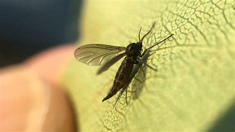 Fungus Gnats | Nebraska Extension in Lancaster County