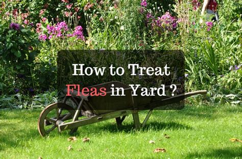 How to Treat Fleas in Yard?