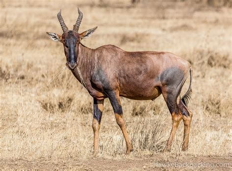 Serengeti Wildlife - HawkeBackpacking.com