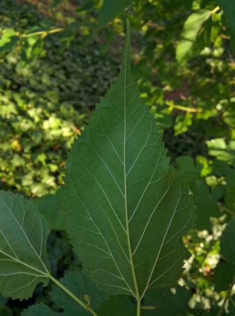 identification - What type of Mulberry tree is this? - Gardening ...