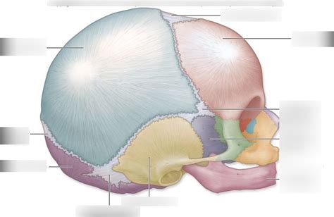 Infant skull fontanel diagram Diagram | Quizlet