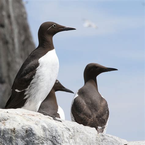 TrogTrogBlog: Bird of the week - Guillemot