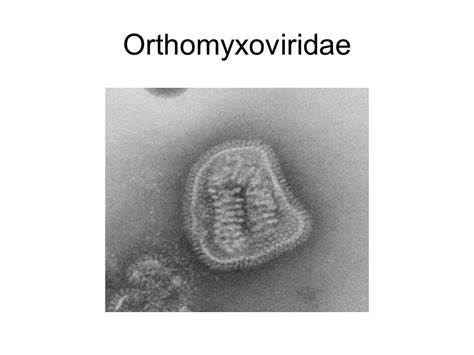 FLU. Orthomyxoviridae Eight segmented pieces of RNA, a structure that permits the introduction ...