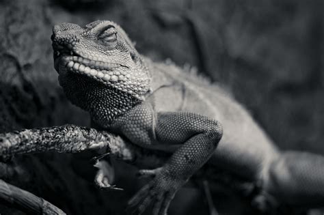 Grayscale Photo of Chameleon · Free Stock Photo