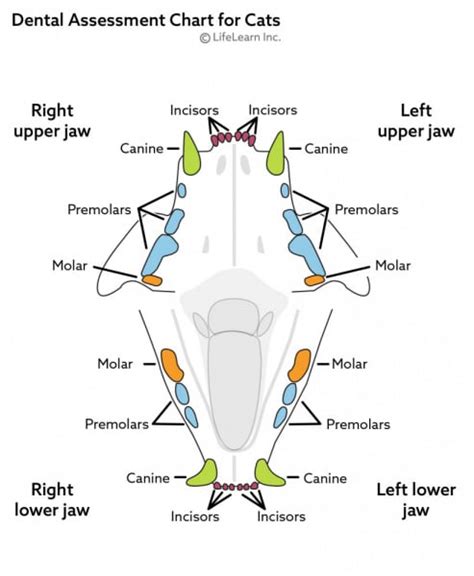 Dental Disease in Cats | VCA Animal Hospital