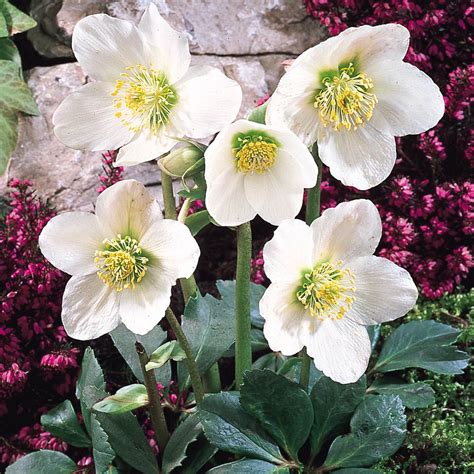 Buy Helleborus Niger Christmas Rose | J Parkers