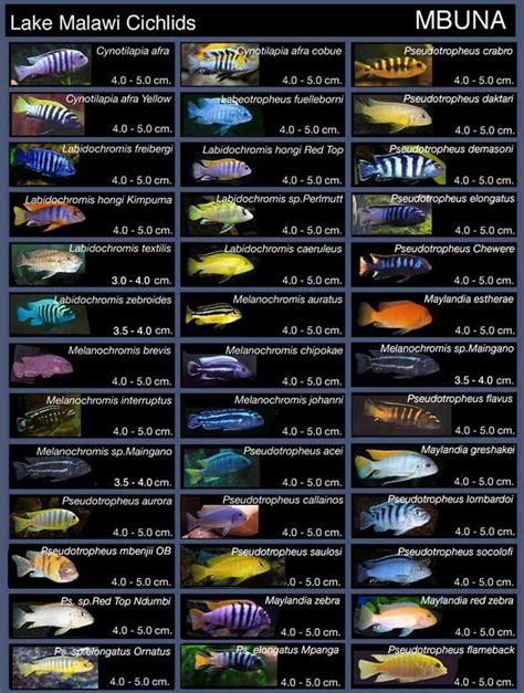 17 Best images about Cichlid Tank Inspiration on Pinterest | The rock, Cichlids and How to design