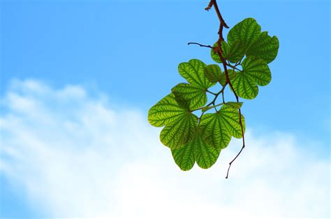 Backlit Leaves And Sky Free Stock Photo - Public Domain Pictures