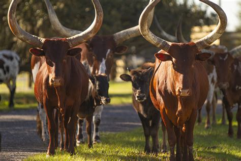 Wild Florida's Drive-Thru Safari Park is Open Orlando Attractions